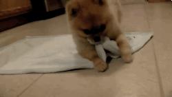 lunaton-gifs:  My Dear Followers Meet The Dog Who Rolls Himself Up!
