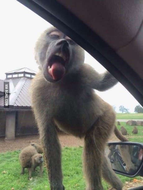 9gag:  Miley Cyrus spotted at a Safari Park 