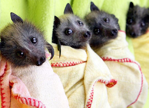 gothic-culture:  Bats are the second-most speciose group of mammals, after rodents. The