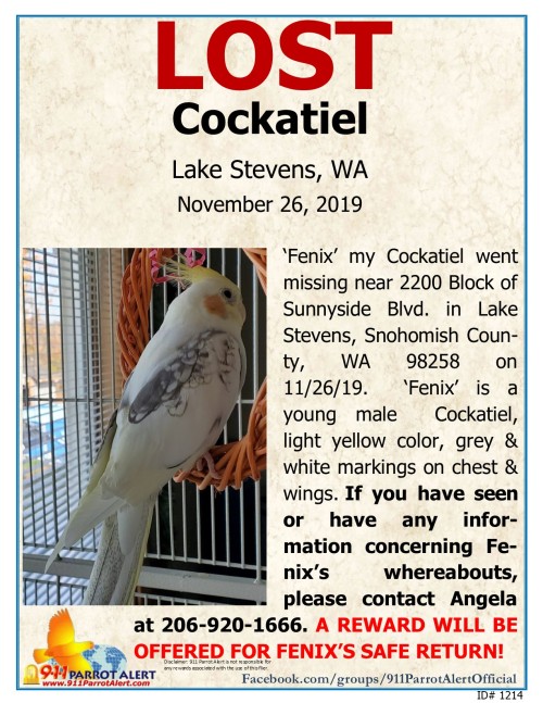 LOST - COCKATIEL, 11/26/19, ‘Fenix’, 2200 Block of Sunnyside Blvd., LAKE STEVENS, SNOHOM