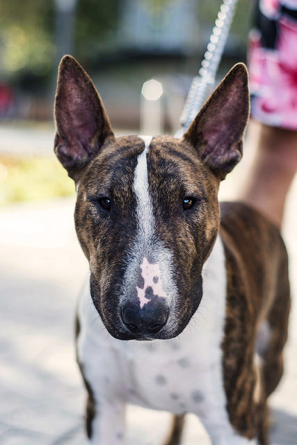 bullterrierlove:  Yogo the Bull Terrier by DANG3Rphotos on Flickr. 