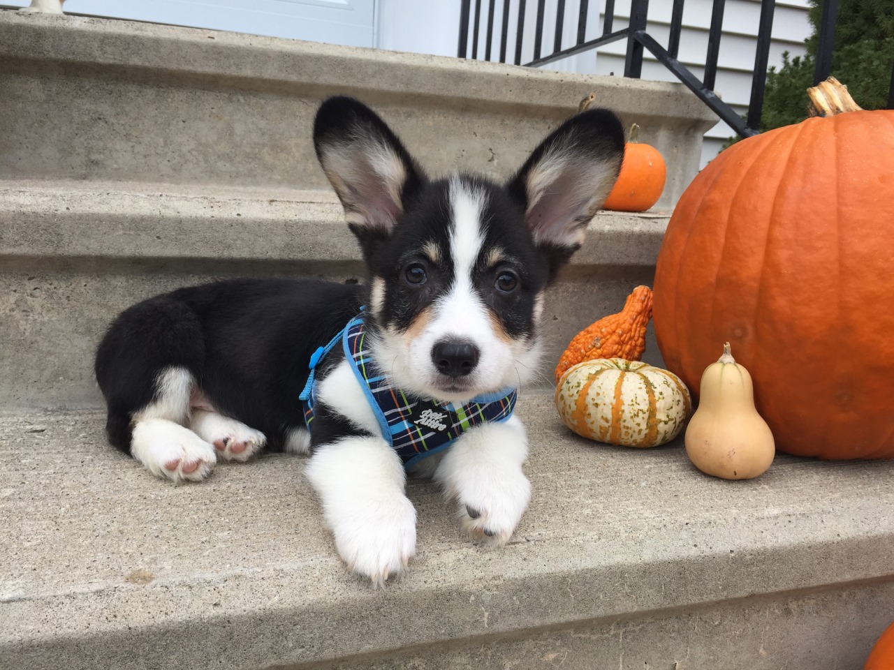laceythecorgi:  Happy 1st Birthday to Louie Linus and all of his siblings! 