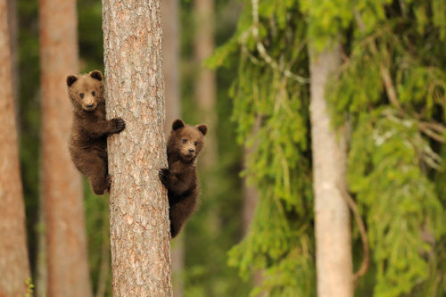 recklessthottie:cubebreaker:  Though fiercely protective, if you keep your distance watching a momma bear with her cubs is one of nature’s most beautiful sights.  bearwithamoviecamera