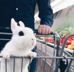 babyanimalgifs:  bunny goes grocery shopping (@veryfatrabbit)