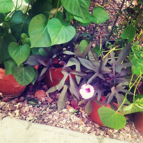 I’ve got my homegrown sweet potatoes from a supermarket sweet potato. Next to it you will now 