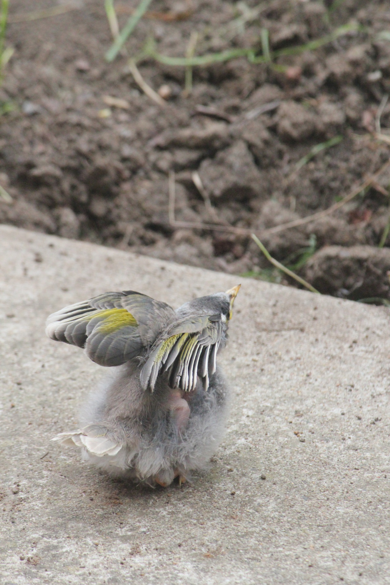 importantbirds:  pixiedom:Throwback to that time a baby floof lived in my garden