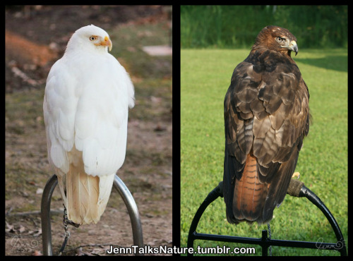 The extremes of red-tailed hawk color morphs. White to very, very dark. Both are the same species, B