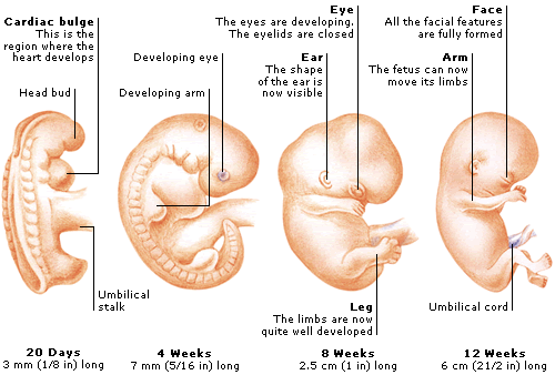 First trimester (weeks 1–12)There are few visible changes in the mother’s body during this trimester. However, her heart rate increases by about 8 beats per minute to increase the blood circulation. Most of the growing fetus’s major organs, such as...