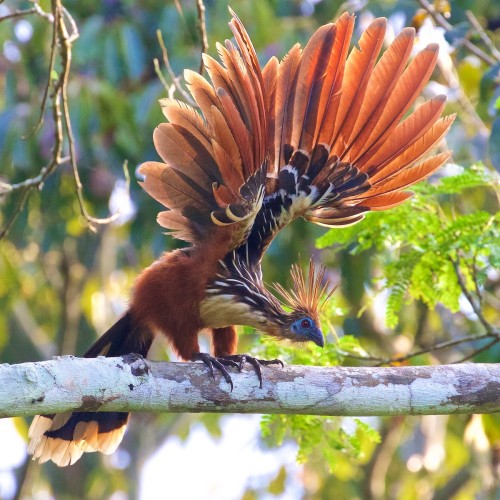 flight-freeze-frame:Hoatzin (Opisthocomus hoazin) © Ed Harper