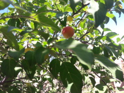 The trees in our backyard that looks totally dead when we moved in are apparently an apple and a cherry tree? I didn&rsquo;t even know those could grow here. I feel like I moved into an Animal Crossing village