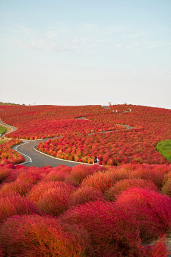 Kochia - Hitachinaka, Ibaraki, Japan