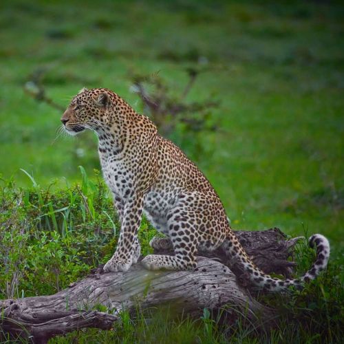 Leopard | Masai Mara | Kenya Most leopards are light coloured and have dark spots on their fur. Thes