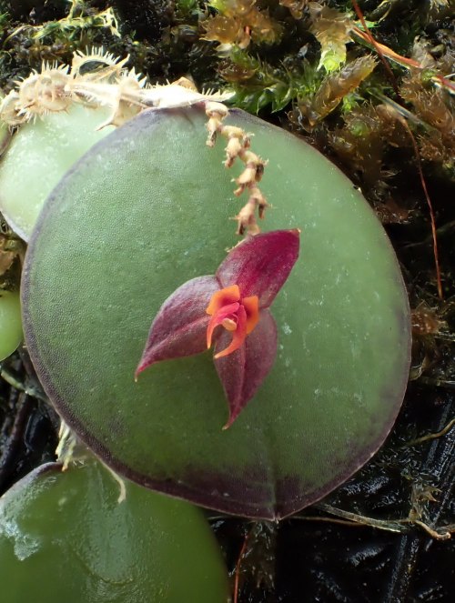 orchid-a-day: Lepanthes elliptica Syn.: Lepanthes arcuata May 21, 2020  