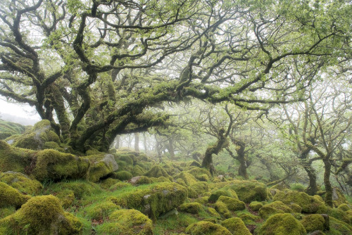 nubbsgalore:the ancient oak forest of wistmans wood in dartmoor  (x, x, x)