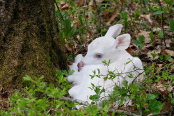 russiacore:my new obsession are baby albino deers 