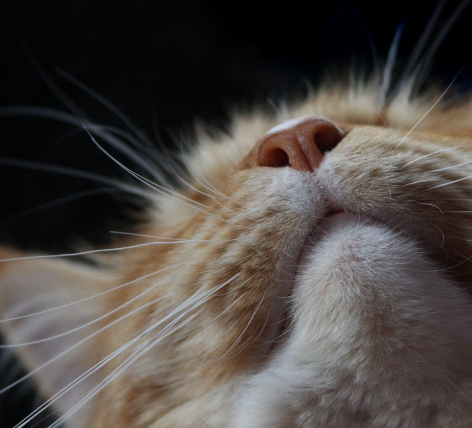 gatosonlyspell:  Wallpapers…Fondos de Pantalla Gatunos…