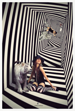 Zebra World By: Anext