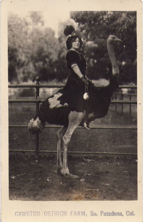 I don’t think one can appear noble while riding an ostrich.