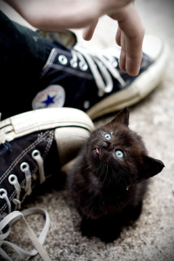 Pickledcats:  Kittenskittenskittens:  Oh Hai There, Lil’ Buddy!  (Via Cutestkittenever)