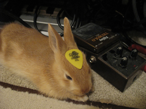 I don’t know what you’re saying so here’s a picture of a bunny with a guitar pick on its head (via greefus groinks)