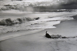 East Hampton NY photo by Elliott Erwitt, 1998