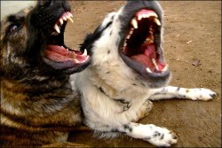 screaming dogs photo: Sarah Smallvia: enkil61