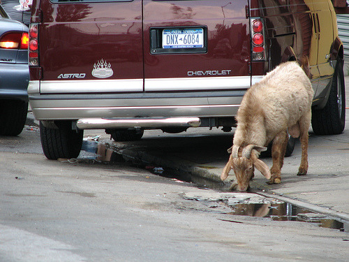 Since I’ve lived in NYC, I’ve seen a rooster (125th & Broadway), a goose (155th & Broadway), a goat, a racoon (26th & 4th Ave, Brooklyn) and a horse (bolting down the center of Coney Island Ave) roaming around various parts of the city. Saw this goat...