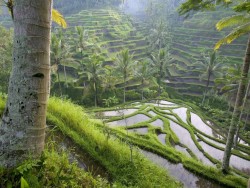 sanamivera: Rice Fields in Bali.