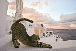 yaruo:  classics:   yaruo:   Santorini Cat (via)  next summer maybe         昨日洗ってブラシかけたら冬毛が相当抜けてこんな色になった。  