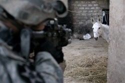 Picture This: Halt: Who Brays There? - International - SPIEGEL ONLINE - News