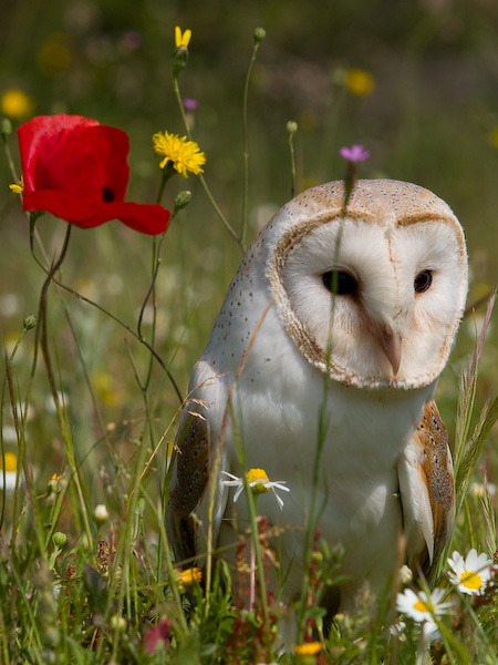 kagurazakaundergroundresistance:  778:  kml:   pdl2h:  Pixdaus: Popular Today Pics - Tyto Alba Owl    2009-01-24