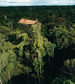 Tree House That is way up there o.o