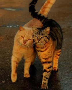 randomanimosity:  bubbleant: I love cats :) Frickin’ adorable! @_@ 