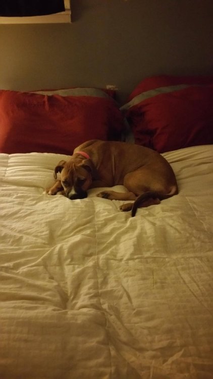 cute-overload:  My Lunabellehttp://cute-overload.tumblr.com