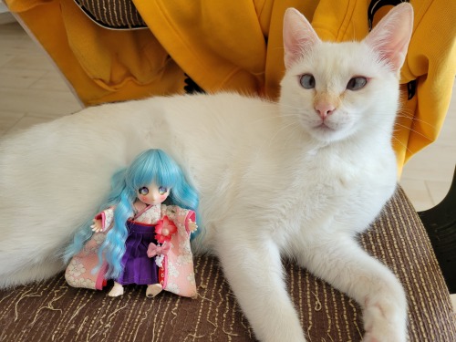 Konpeito (Dollce Mini Sweets Chuma) and one of my cats, Whitney~ :3I got Konpeito from Dollyteria as