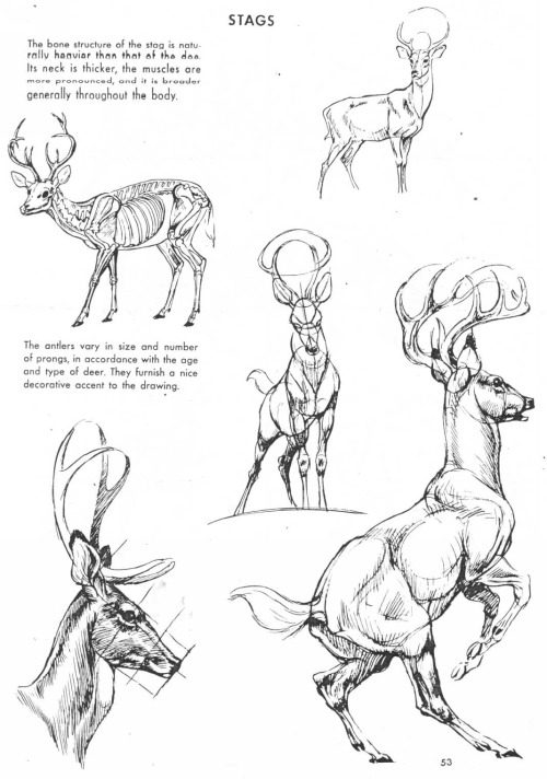 If You Love Animals Or Drawing Then You Should Add This Book To Your Collection. The Art Of Animal Drawing