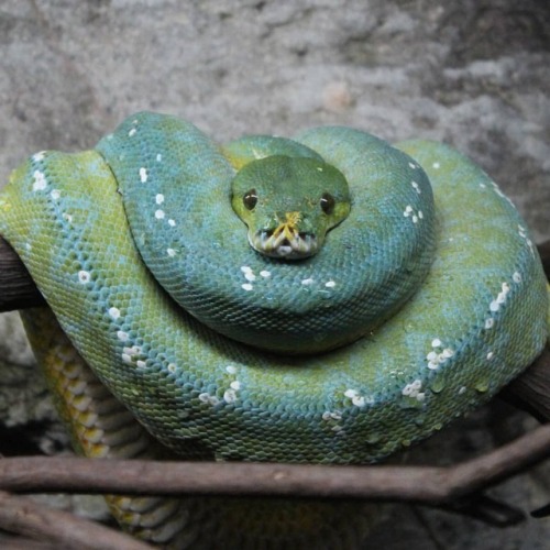 #snake #realphotography #nofilter #photography #photo #italy #naturephotography #nature #slytherin #