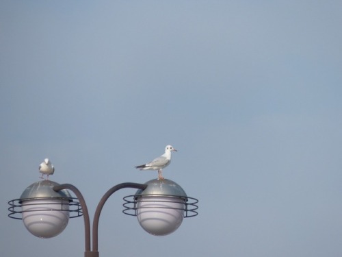 ユリカモメ　black-headed gullTown Birds ～ 街の鳥 ArchiveTown Sparrow ～ 街のすずめ　Archive