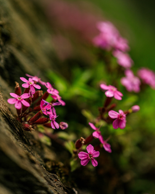  Rock soapwort 4/? - Alpine Haute Route, June 2021photo by: nature-hiking