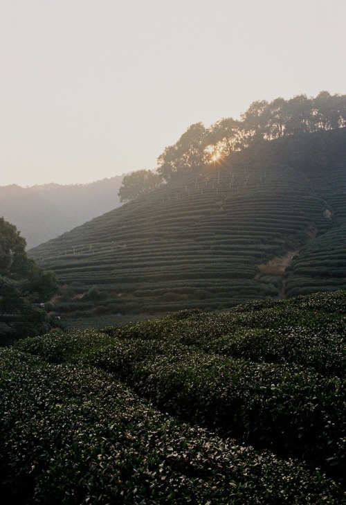 Longjing - Kodak Gold, Minolta Dynax 5000i - Hangzhou, China - December 2017