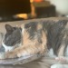 savedrumsbanglesbians-deactivat:She always finds the document I need and lays on it 😂