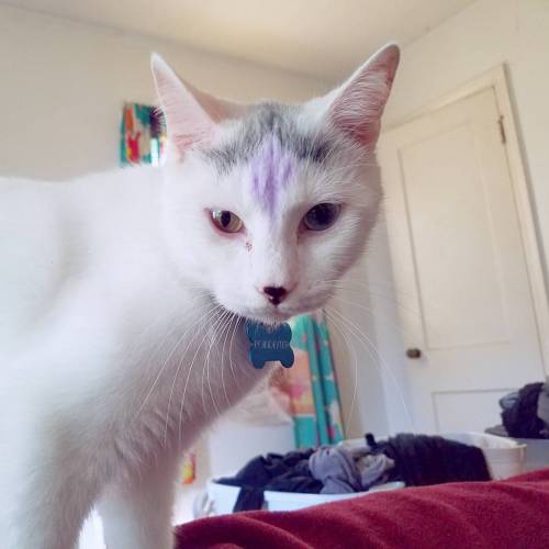 kathyisweird:  Lil punk