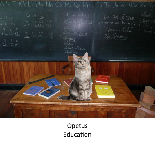 Have you ever wondered what makes the Finnish education so successful? Check out this interesting ar