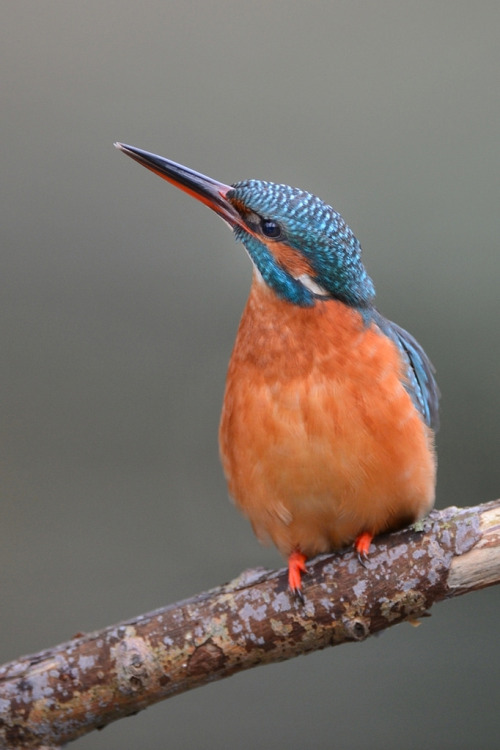 Common Kingfisher (Alcedo atthis) >>by skees499