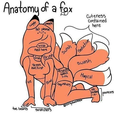 houseofraes:The anatomy of your pet 🙈