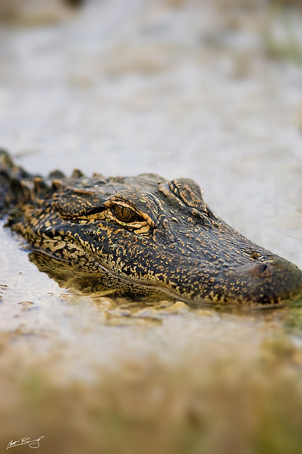 journeyearth: American Alligator by Matt Bango