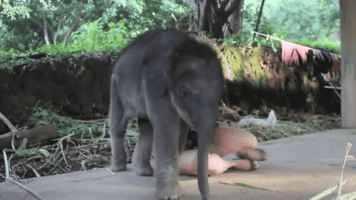 gifsboom:  Video: Baby Elephant Insists on Cuddling with Girl