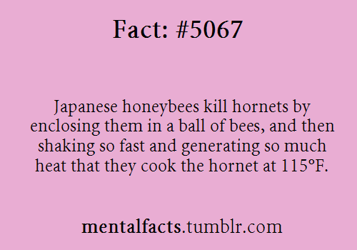 t3hsiggy:punlich:overheal:gaaraofsburbia:mentalfacts:Fact  5067:   Japanese honeybees kill hornets b