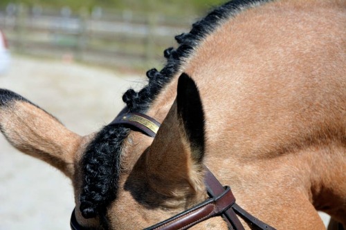 catching–fireflies: stirrup–studies: i love his ears so much holy FUCK this photo is old