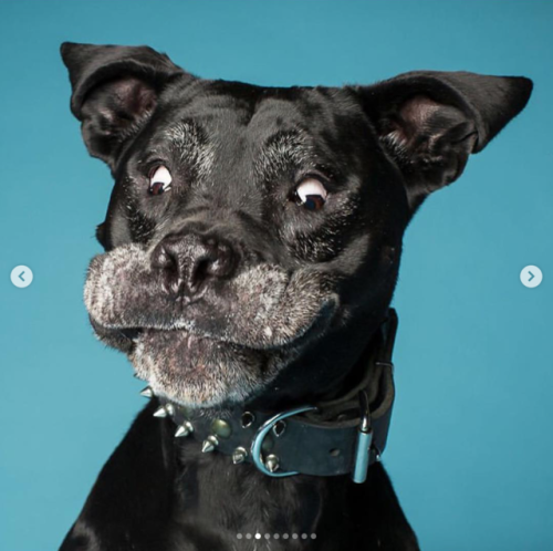 babyanimalgifs: Derpy expressions by dogs (@offleashstudio)
